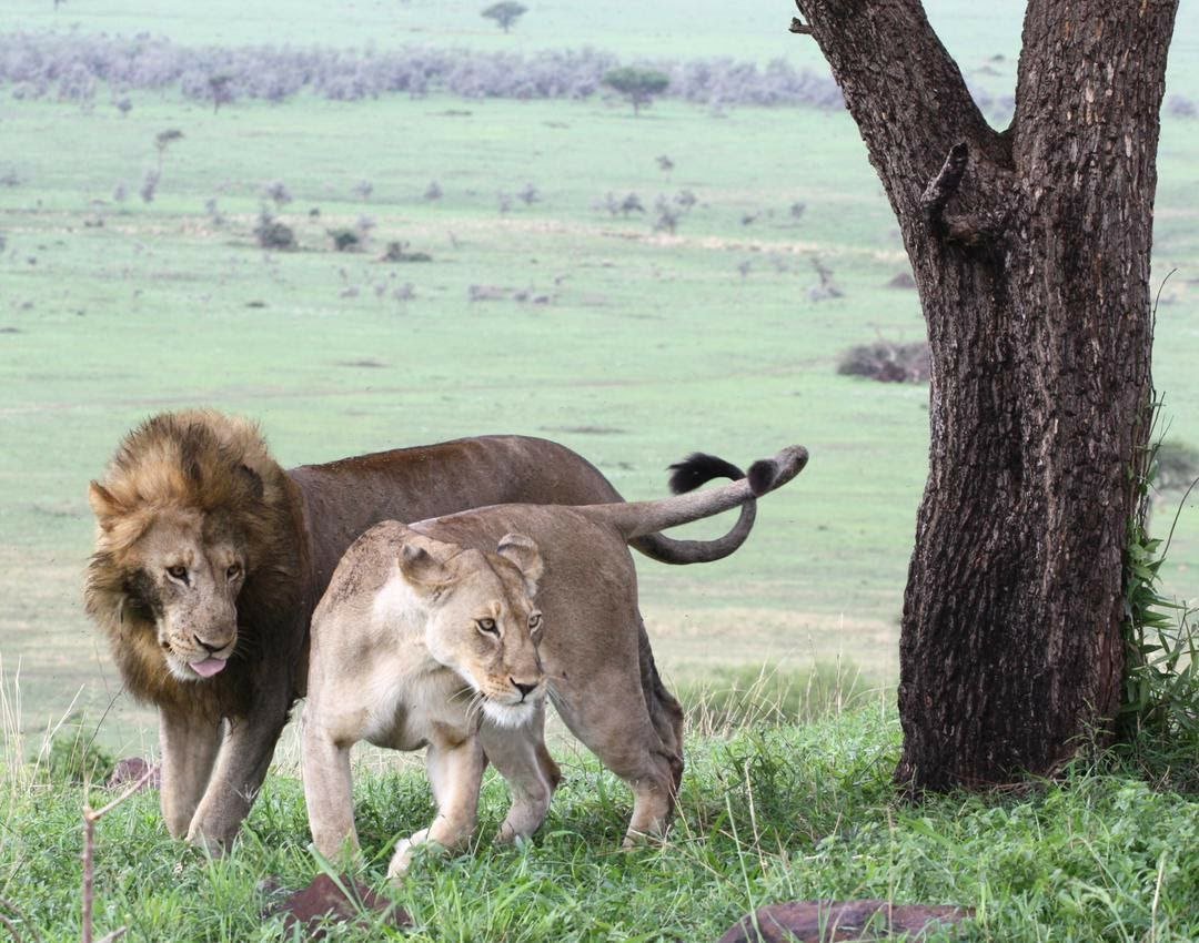 Immerse yourself in the wild wonders of Africa with our thrilling wildlife safaris – a journey into nature