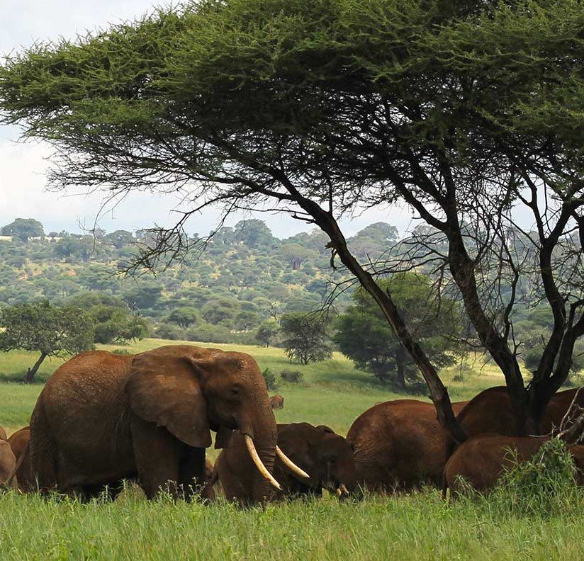 tanzania-safari