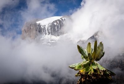 The Lemosho Route is widely considered to be the best route and your chances of reaching the summit of Kilimanjaro mountain