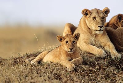 Lake Manyara / Serengeti Plains / Ngorogoro Crater