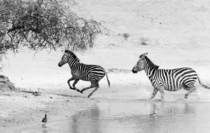 Lake Manyara / Serengeti Plains / Ngorogoro Crater