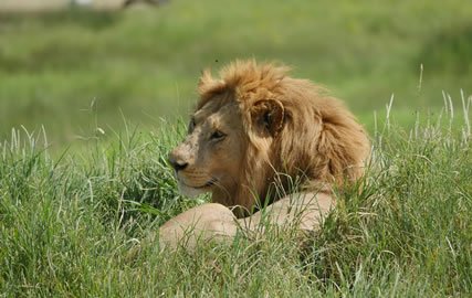 Lake Manyara / Serengeti Plains / Ngorogoro Crater / Tarangire